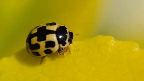 14-spot Ladybird