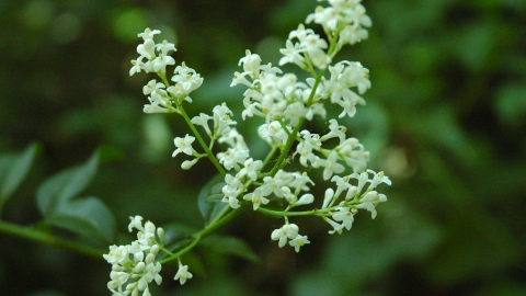 Wild Privet