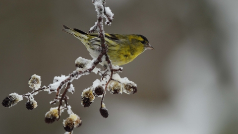 Male Siskin on Alder