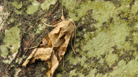 Angle Shades moth