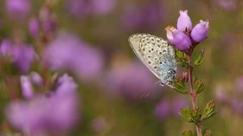 Silver-studded Blue butterfly