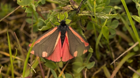 Cinnabar moth