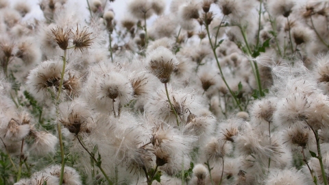 Creeping Thistle