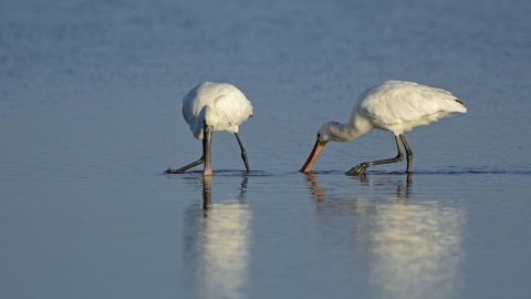 Spoonbills feeding