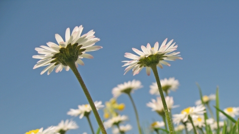 Common Daisy