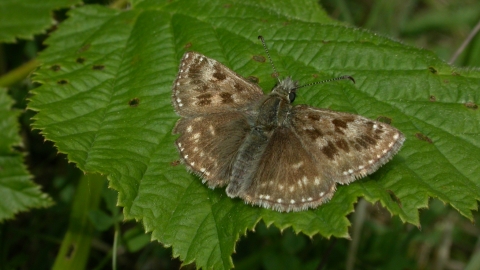 Dingy Skipper butterfly