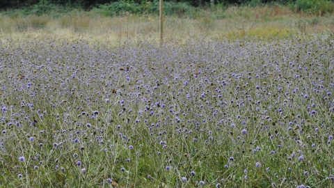 Devil's-bit Scabious