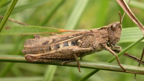 Common Field Grasshopper Dorset Wildlife Trust