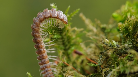 Flat-backed Millipede