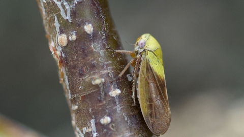 Common Froghopper