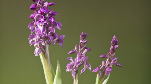 Early purple orchid hotsell