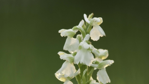 Green-winged Orchid (white form)