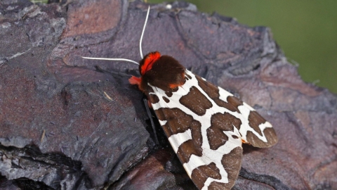 Garden Tiger moth