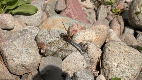 Keeled Skimmer