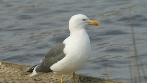 Lesser Black-backed Gull