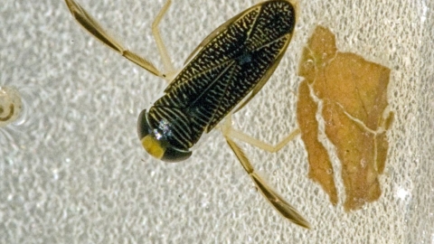 Lesser Water Boatman