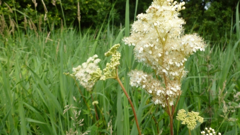 Meadowsweet