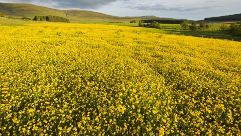 Creeping Buttercup