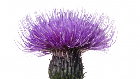 Melancholy Thistle