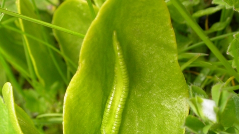 Adder's-tongue Fern