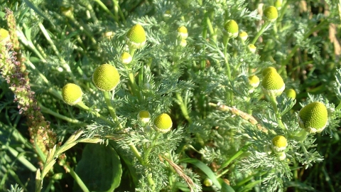 Pineappleweed