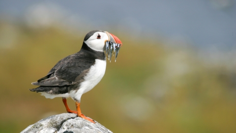 Puffin