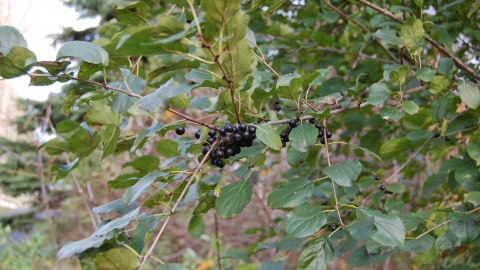 Purging Buckthorn