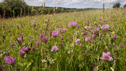 Red Clover