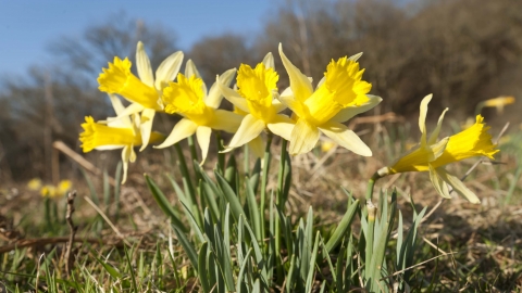 Wild Daffodil