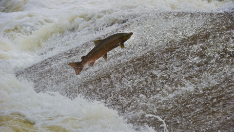 Atlantic Salmon