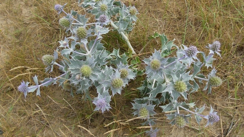 Sea-holly