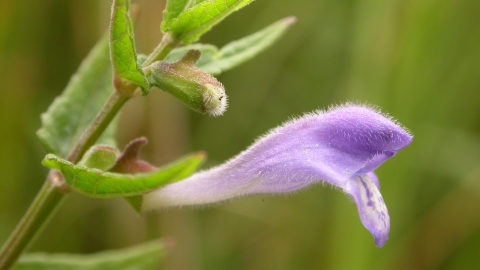 skullcap uk