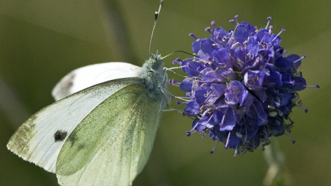 Small White butterfly