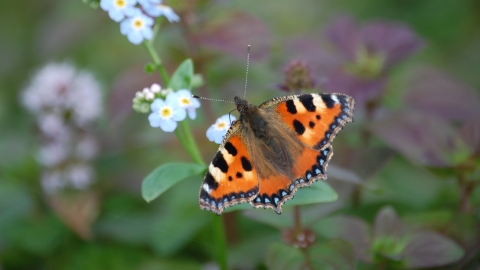 Small Tortoiseshell butterfly