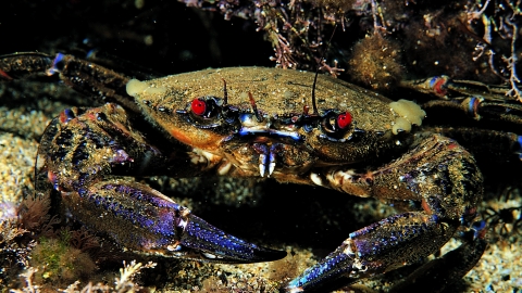 Velvet Swimming Crab