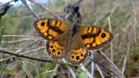 Wall Brown