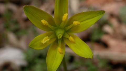 Yellow Star-of-Bethlehem