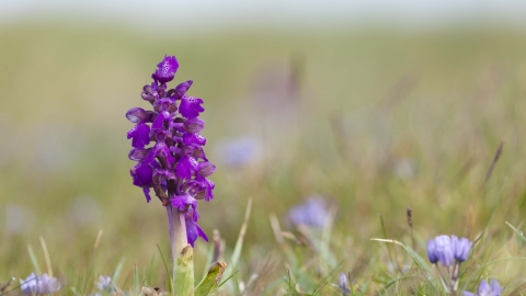 Green-winged Orchid