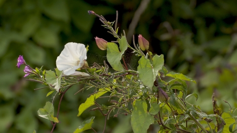 Hedge Bindweed