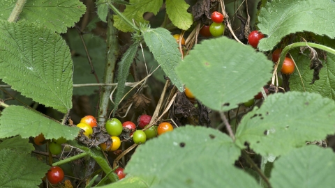 Black Bryony