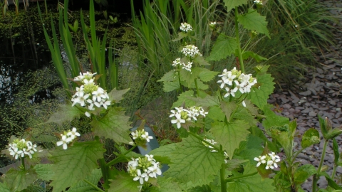 Garlic Mustard