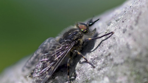 Notch-horned Cleg-fly