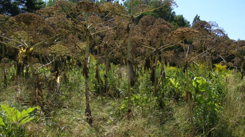 Giant Hogweed