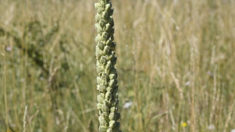 Great Mullein