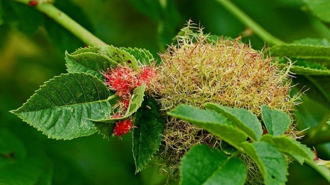 Robin's Pincushion