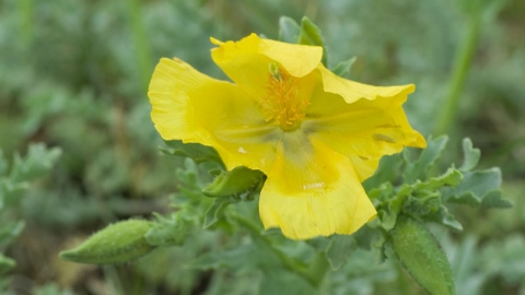 Yellow-horned Poppy