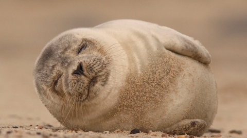 Common Seal 