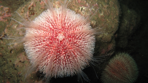 Edible sea urchin