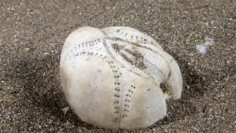 Sea potato shell