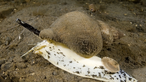 Whelk